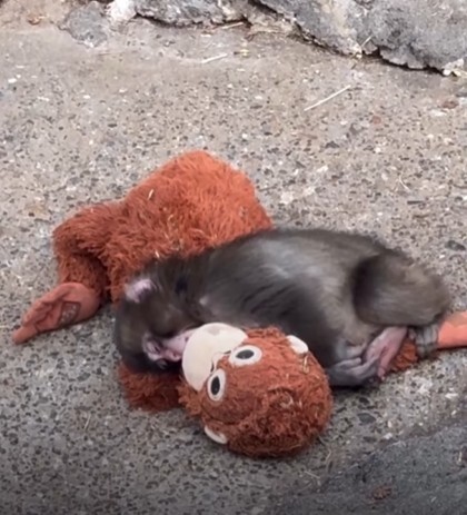 پانچ بچهمیمون ژاپنی که ترند شبکههای اجتماعی شده کیست؟ پانچ بچهمیمون ژاپنی که ترند شبکههای اجتماعی شده کیست؟