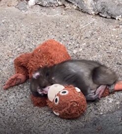 پانچ بچه‌میمون ژاپنی که ترند شبکه‌های اجتماعی شده کیست؟