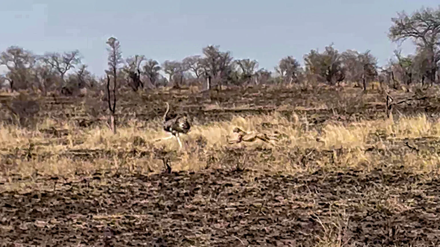 فرار دیدنی شترمرغ از چنگ یوزپلنگ