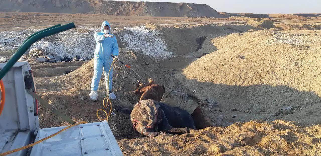 تصاویر| بمباران سوله نگهداری اسب در تبریز