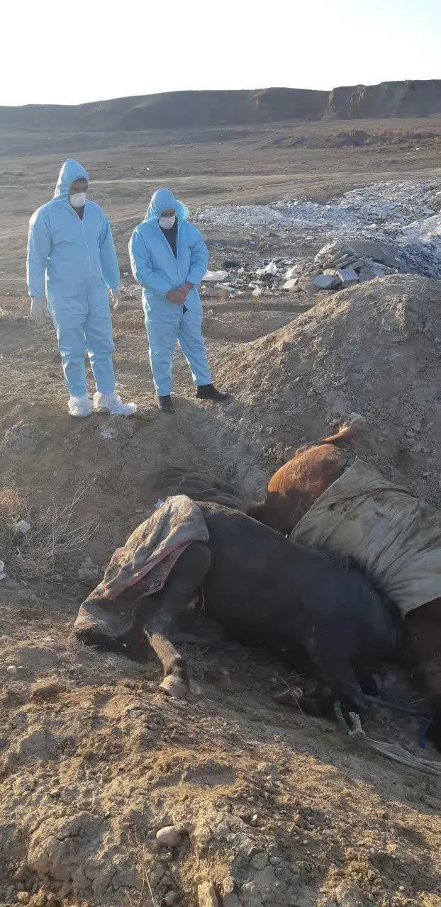 تصاویر| بمباران سوله نگهداری اسب در تبریز