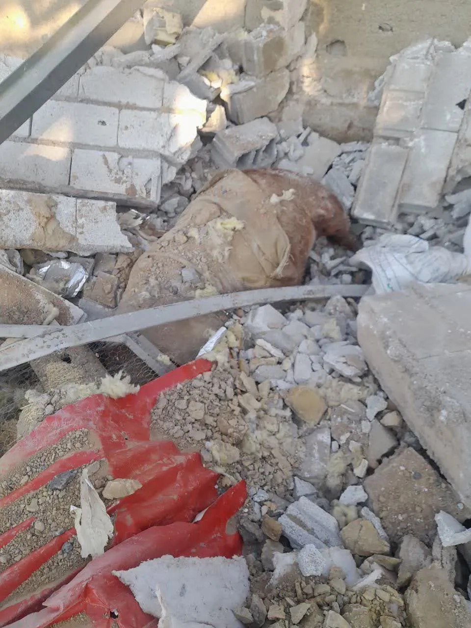 تصاویر| بمباران سوله نگهداری اسب در تبریز