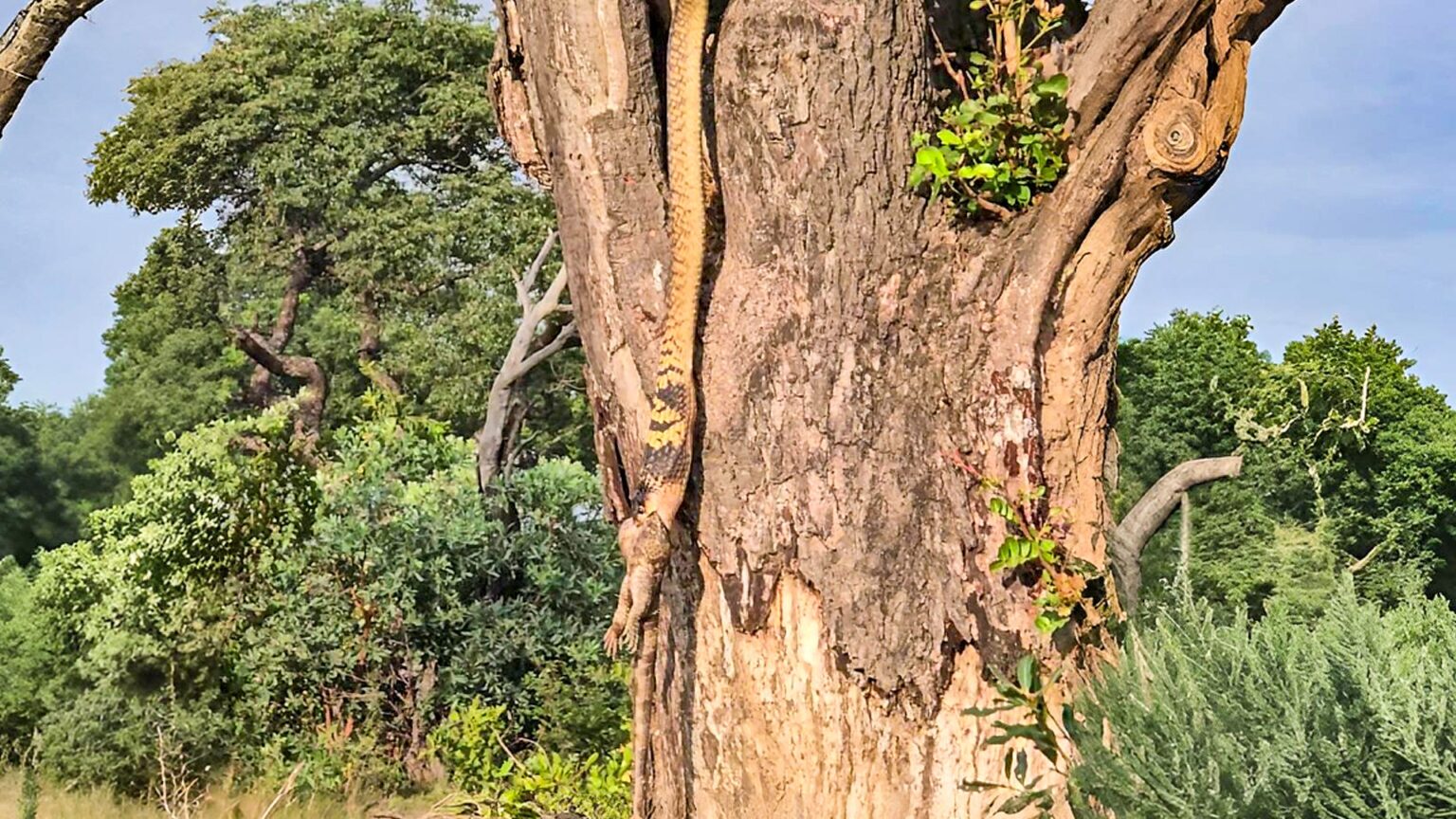 دردسر مار کبرا برای بلعیدن بزمجه