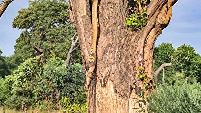 ببینید| دردسر مار کبرا برای بلعیدن بزمجه