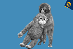 ماجرای پانچ، بچه‌میمون ژاپنی که ترند شبکه‌های اجتماعی شده چیست؟