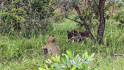 ببینید| شگرد گراز وحشی برای نجات از چنگال پلنگ!