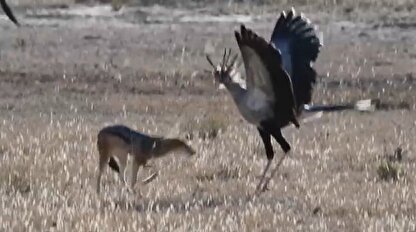 ببینید| جدال دیدنی و نفس گیر مرغ دبیر با شغال