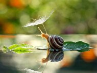 ببینید| ویدئوی جالب دنیا از نگاه یک حلزون