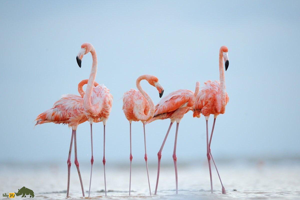 ببینید| حضور فلامینگو‌ها در فرودگاه بجنورد