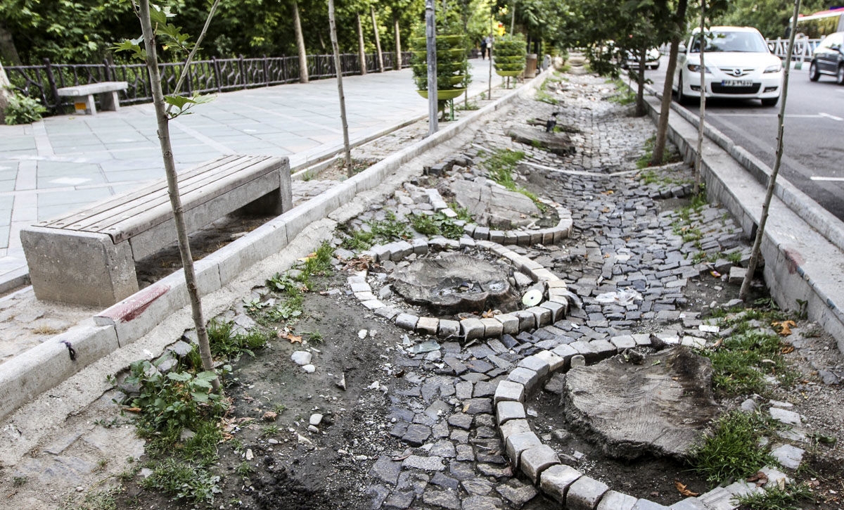 حال چنارهای خیابان ولیعصر خوب نیست | درختان دچار تنش آبی شدیدند