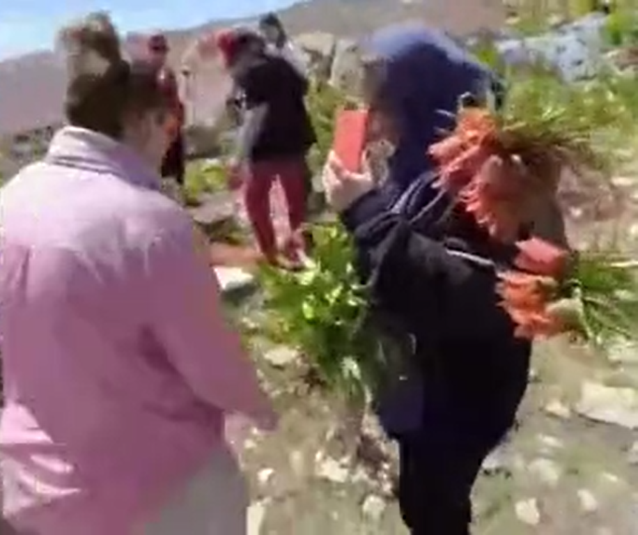 ببینید| غارت وحشیانه لاله‌های واژگون