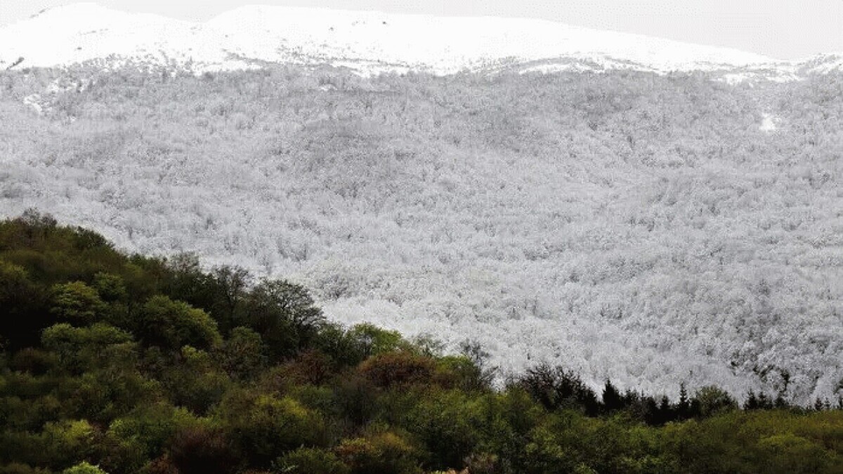 ببینید| سفیدپوش شدن گردنه حیران در اردیبهشت!