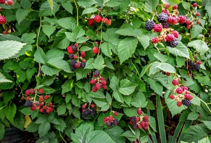 نحوه کاشت میوه های تابستانی