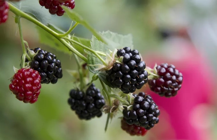 کاشت میوه های تابستانی