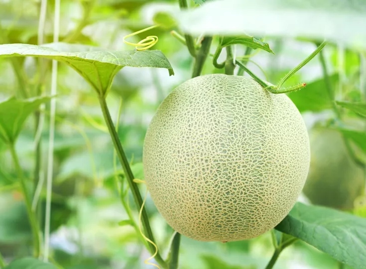 میوه های تابستانی