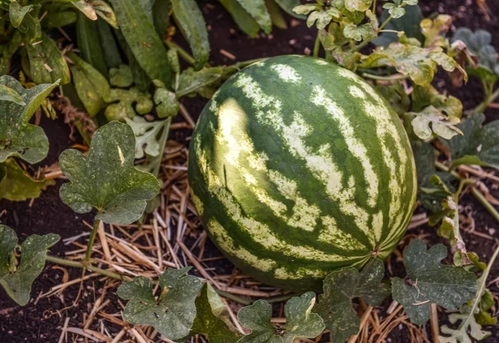 میوه های با رشد سریع تابستانی