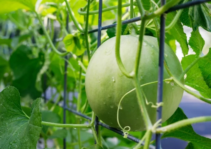 میوه های با رشد سریع