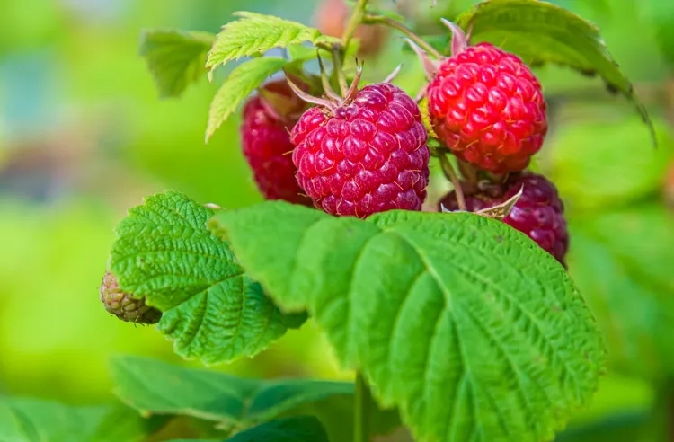 بهترین میوه ها مناسب کاشت