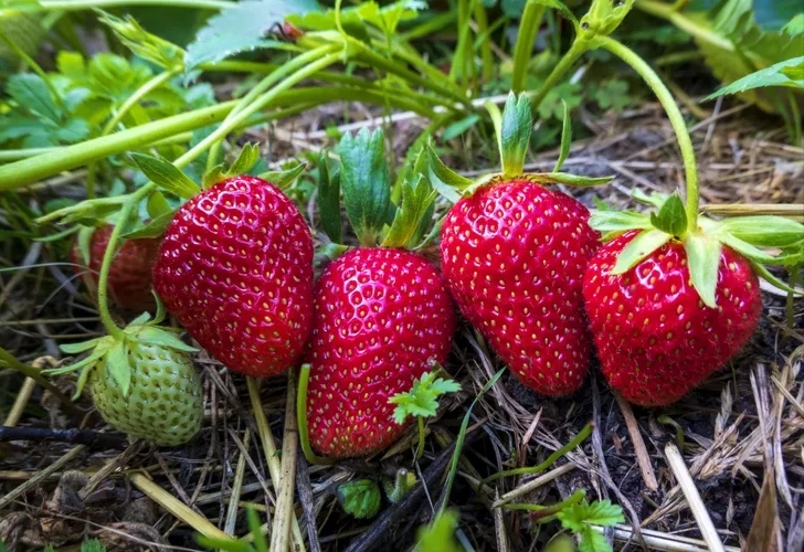 نحوه کاشت میوه های تابستانی