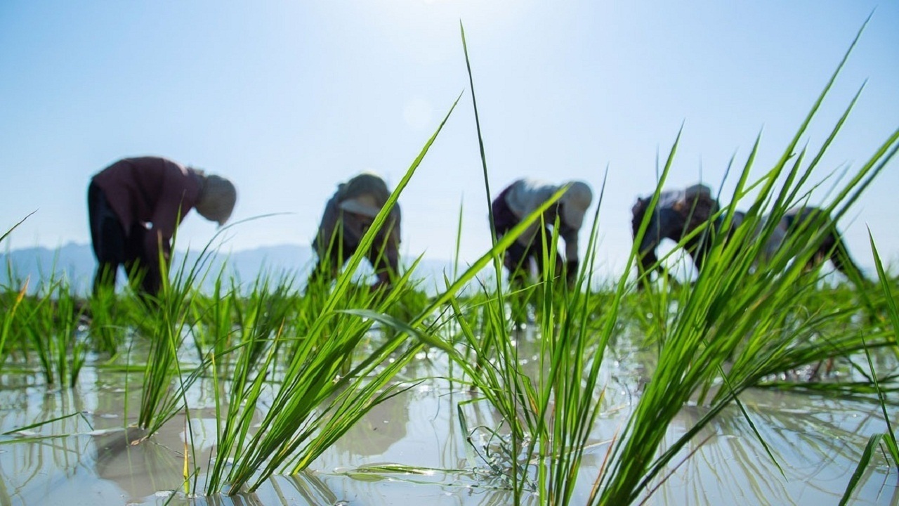 ممنوعیت کاشت برنج در خوزستان