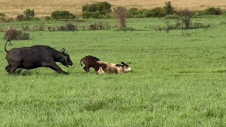 ببینید| فداکاری بوفالوی مادر برای نجات گوساله از دست شیر‌ها