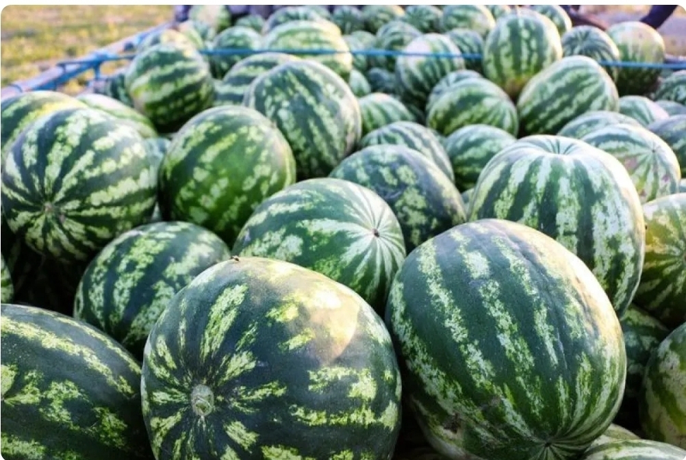 ماجرای هندوانه‌های صادراتی به روسیه از زبان وزیر کشاورزی