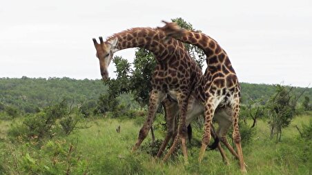 ببینید| جنگ شدید زرافه‌های نر در علفزار