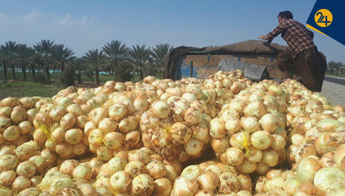 پیاز؛ ۳۶ هزار تومان در تهران، ۵ هزار تومان در هرمزگان | وزارتخانه بی‌برنامه کشاورزان را متضرر کرد