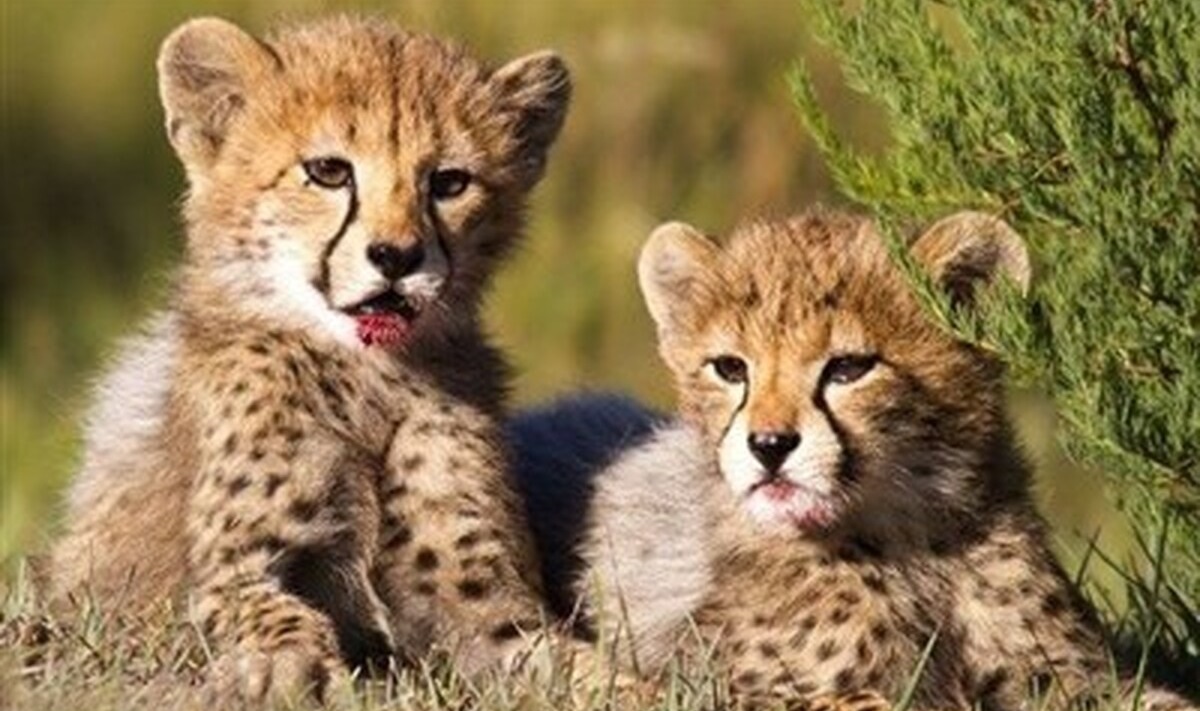 توله یوزپلنگ