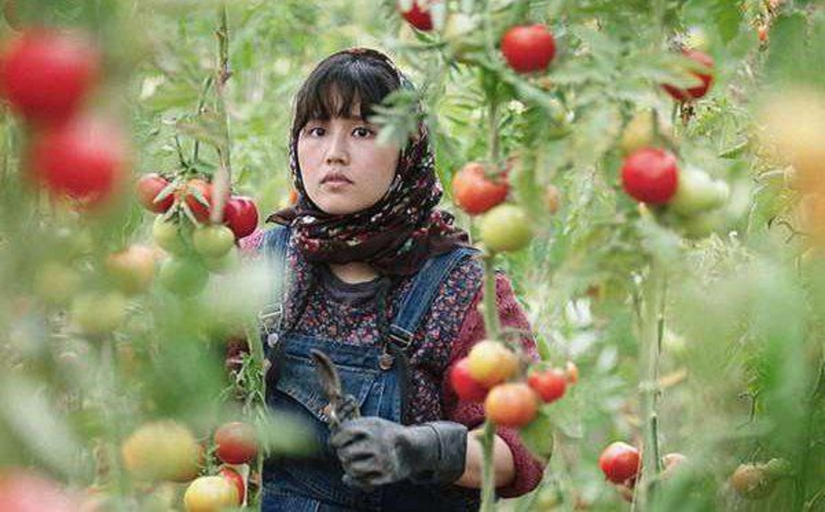 نقد فیلم در سرزمین برادران