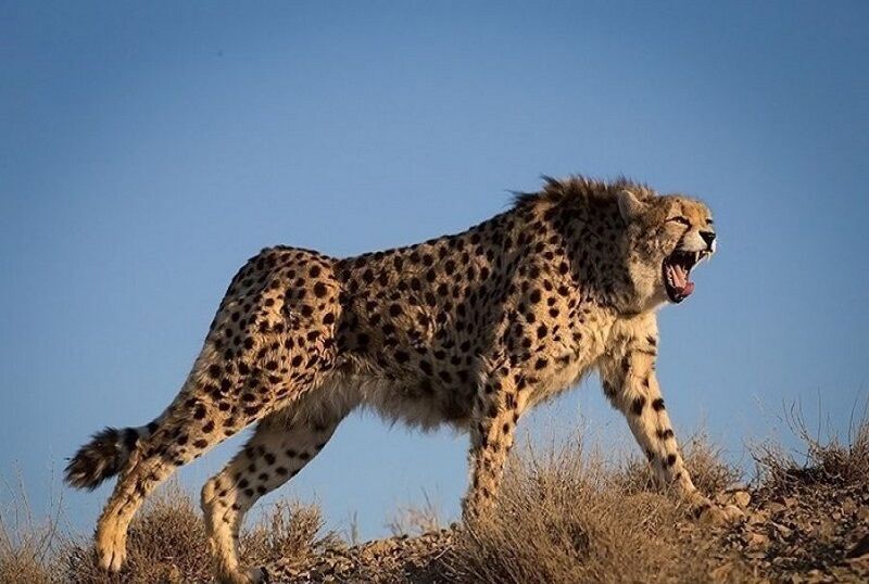 سه قلاده یوزپلنگ آسیایی در مرز مشترک خراسانرضوی و سمنان یوزپلنگ آسیایی