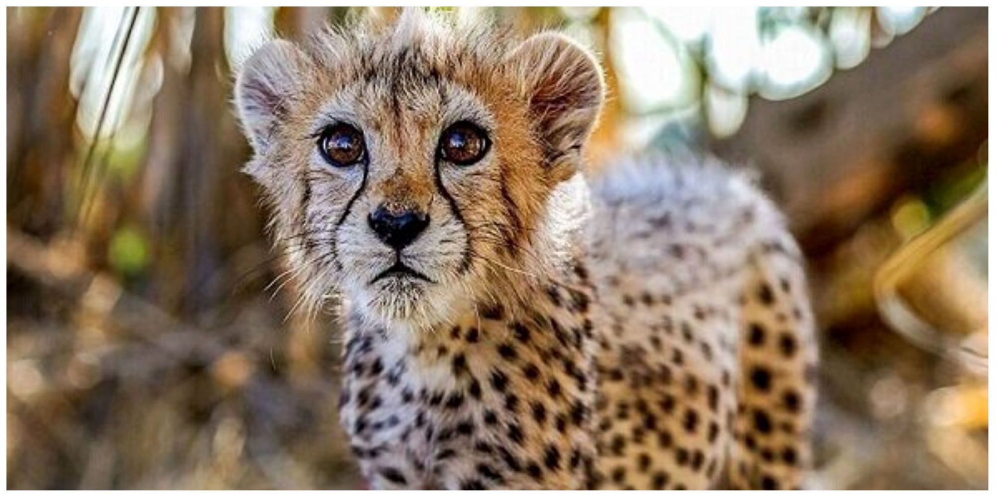 ببینید| آلودگی هوای تهران دلیل مرگ پیروز بود؟