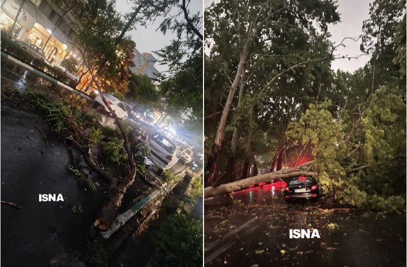 سقوط درختان پس از طوفان پایتخت
