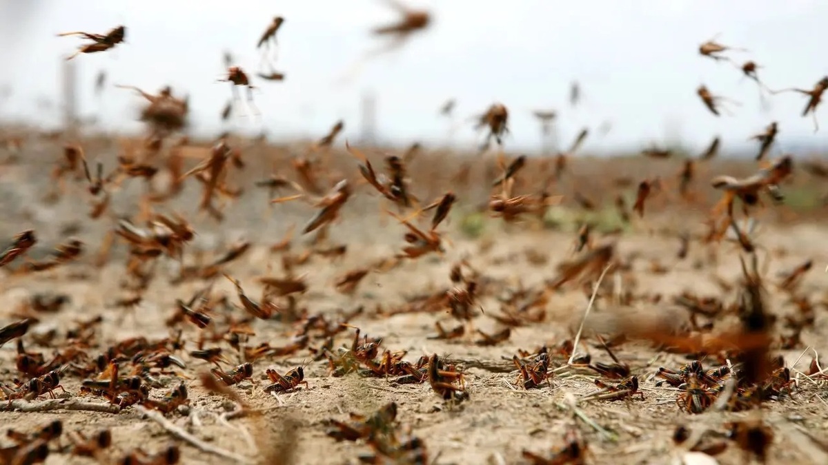 ببینید| هجوم ملخ‌ها به آران‌وبیدگل اصفهان