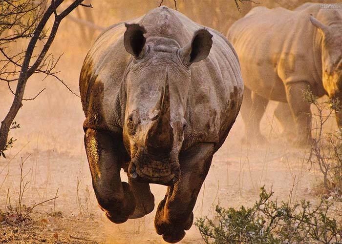 کشف بقایای یک کرگدن ماقبل تاریخ در کرمانشاه کرگدن