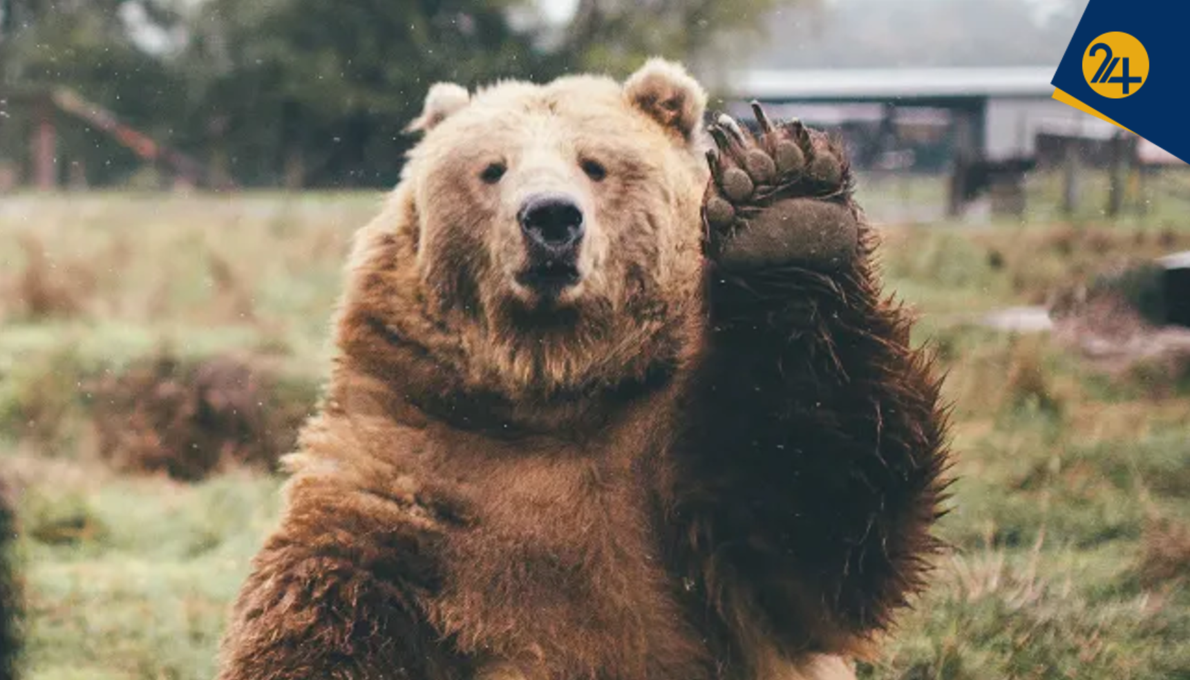 ناپدید شدن مشکوک توله خرس قهوهای در پارک پردیسان؛ بیتدبیری یا حادثهای خارج از کنترل؟ خرس پارک پردیسان