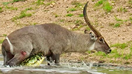 ببینید| فرار لحظه آخری بزکوهی از آرواره‌های مرگبار کروکدیل