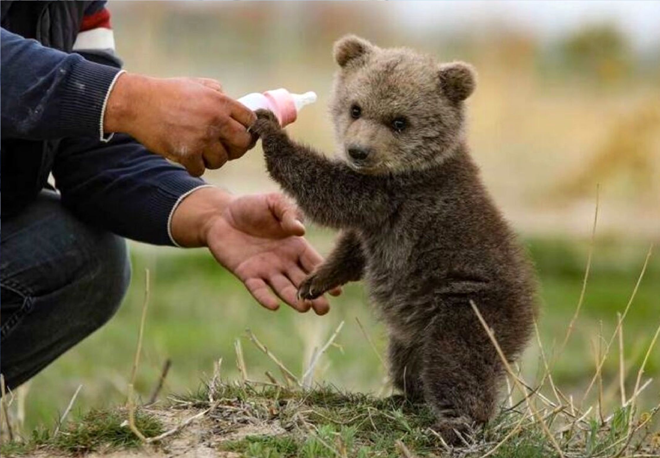 آخرین اخبار از تولهخرس گمشده در تهران خرس قهوه ای