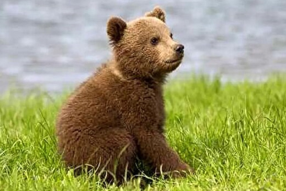 خرس قهوه ای