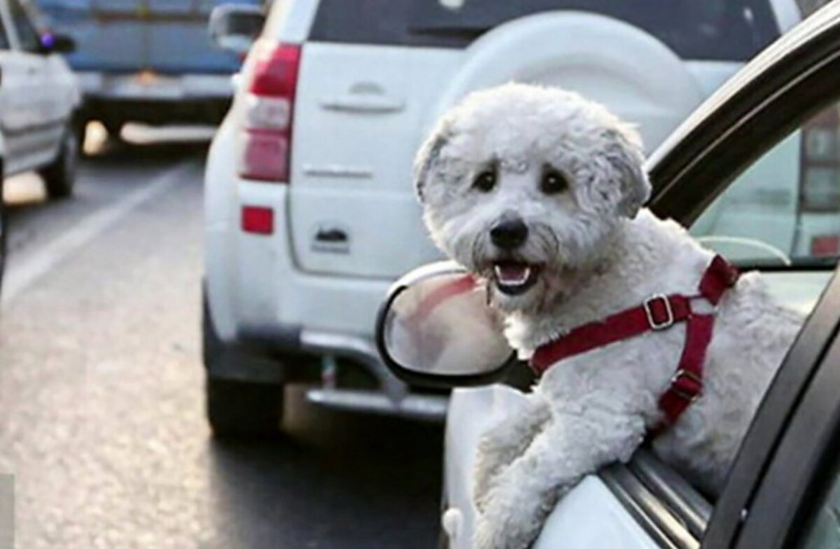 رئیس پلیس راهور : سگ‌گردانی با خودرو در تهران ممنوع است