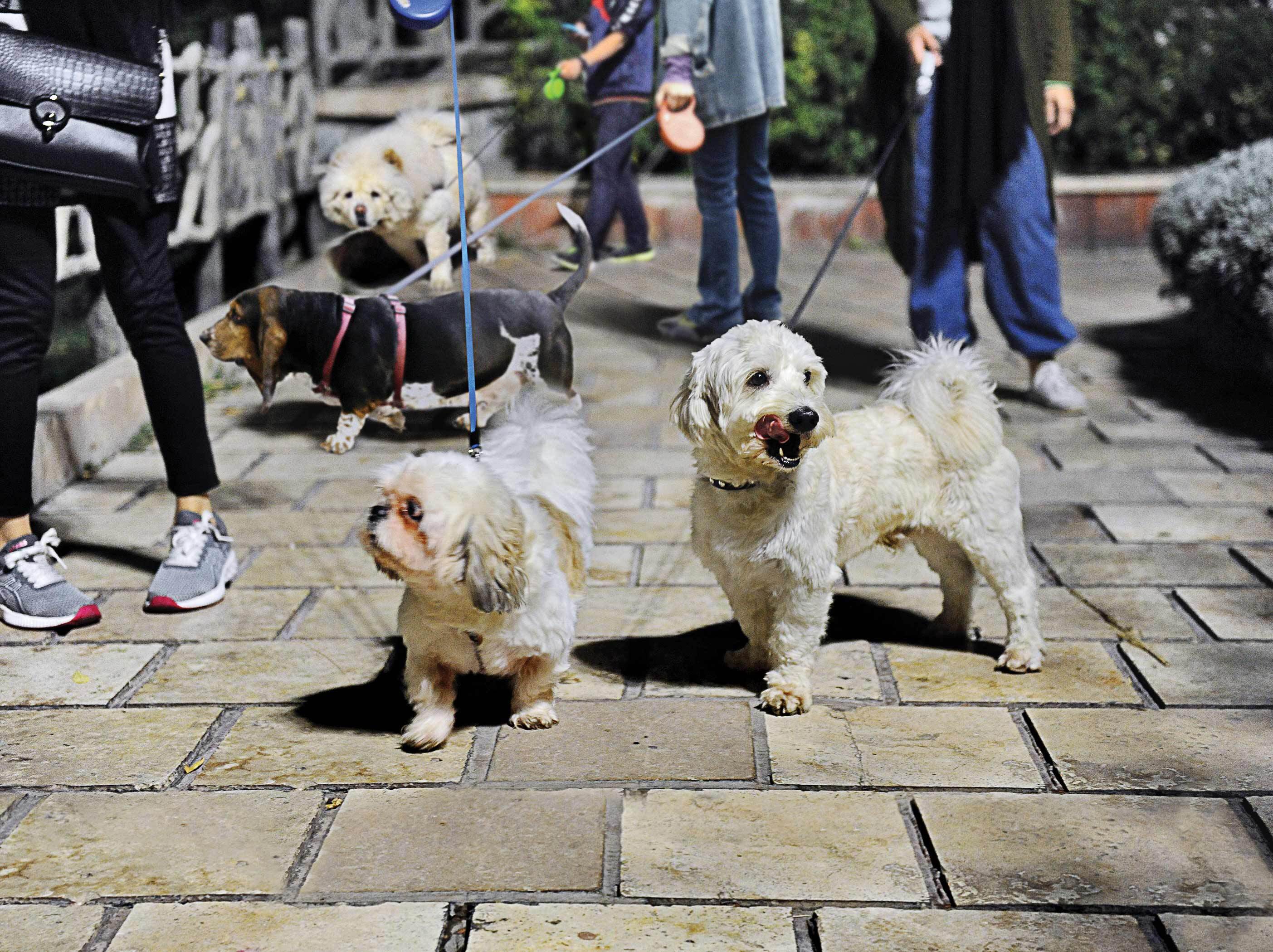 هشدار جدی همشهری: اجرای قانون سگ گردانی اقتدار قانون و نظام را میکشند ممنوعیت سگ گردانی