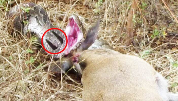 ببینید| غزال پیتون غول پیکر را روی شاخ‌هایش به سیخ کشید