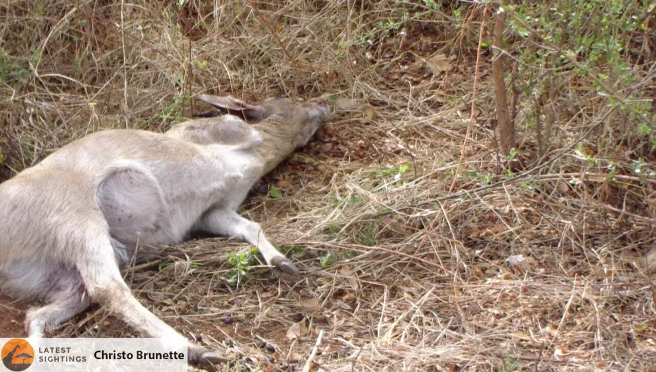 ببینید| غزال پیتون غول پیکر را روی شاخ‌هایش به سیخ کشید