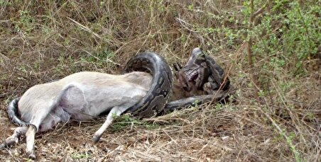 ببینید| غزال پیتون غول پیکر را روی شاخ‌هایش به سیخ کشید