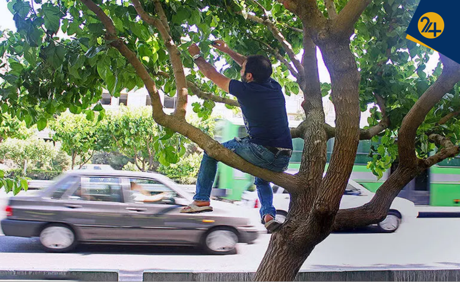 کوتاهی شهرداری زاکانی | توتهای تهران سرطان زاست کوتاهی شهرداری زاکانی | توتهای تهران سرطان زاست