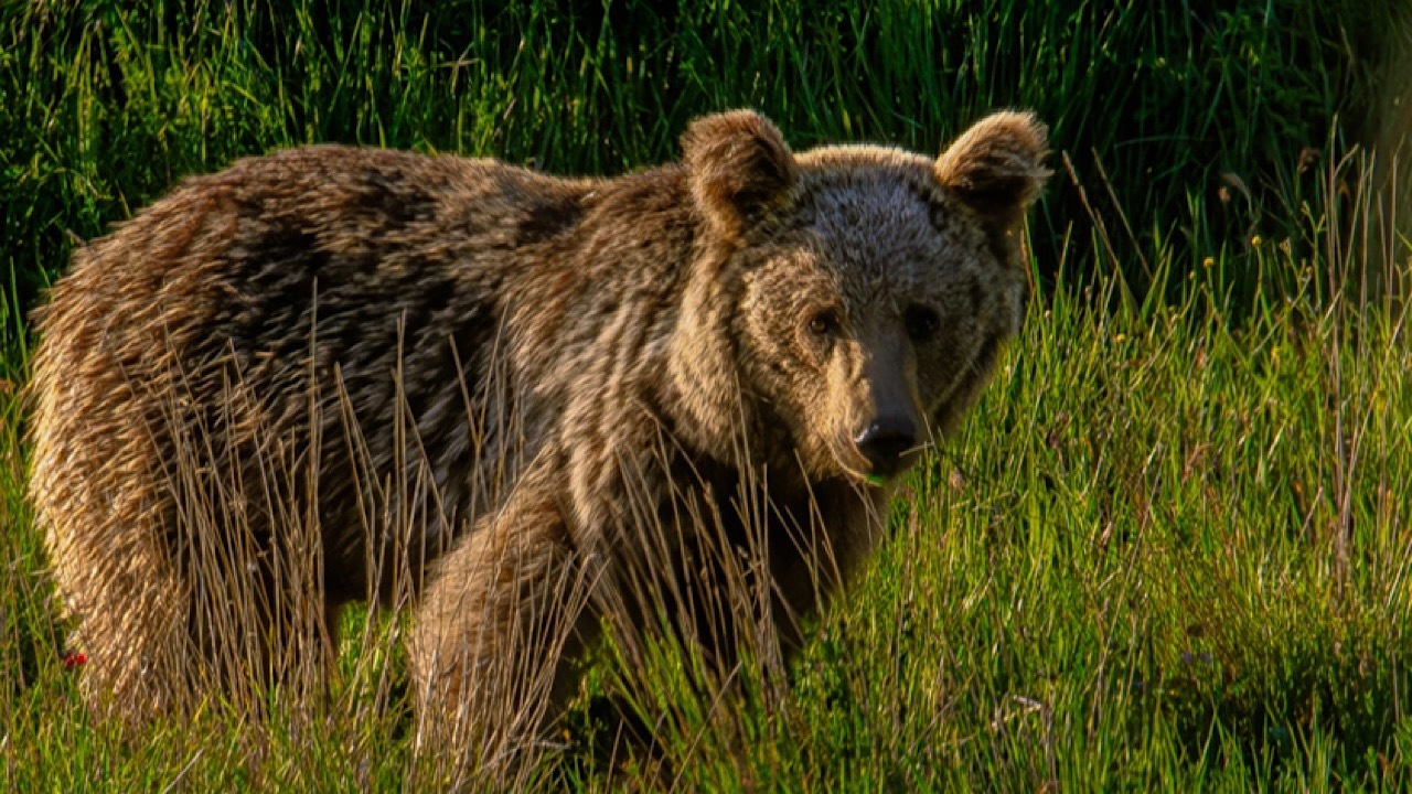 مفقود شدن یک توله خرس در تهران! مفقود شدن یک توله خرس در تهران!