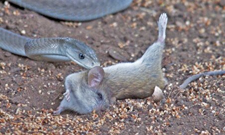 ببینید| شکار برق آسای موش توسط مامبای سیاه