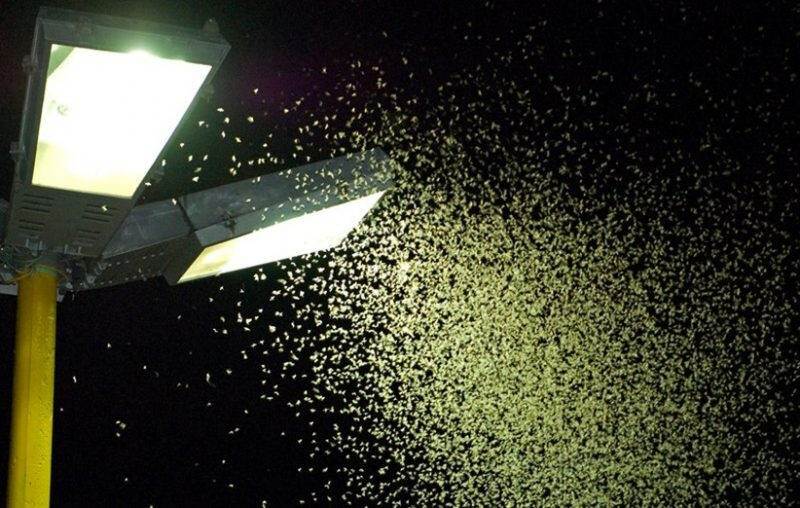 ببینید| حشره عشق بلای جان کرهایها ببینید| حشره عشق بلای جان کرهایها