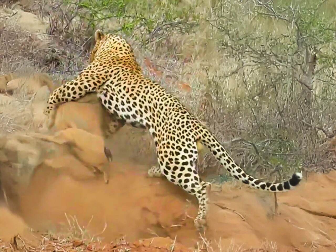 ببینید: پلنگ، گراز وحشی را در لانهاش شکار کرد ببینید: پلنگ، گراز وحشی را در لانهاش شکار کرد