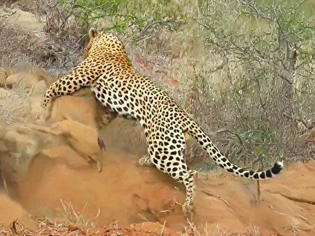 ببینید | پلنگ، گراز وحشی را مقابل درب لانه‌اش غافلگیر کرد